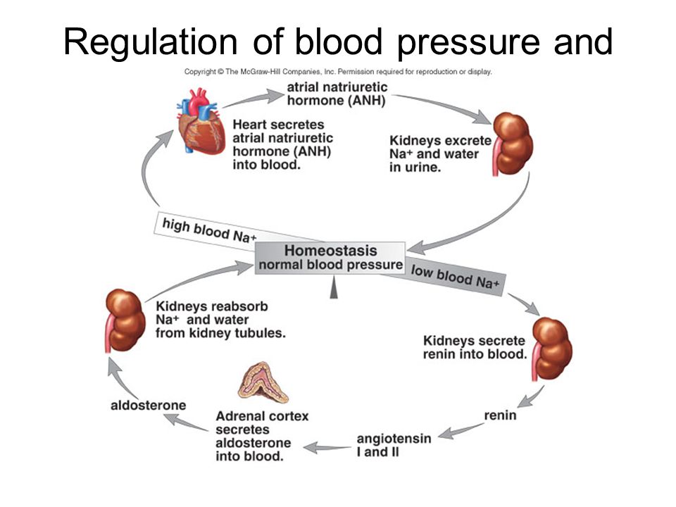 Negative feedback loop-regulates blood sugar- someone starting with high blood sugar?